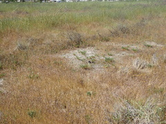 Spergularia macrotheca longistyla