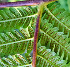 Alsophila leichhardtiana