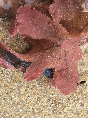 Thuretia quercifolia