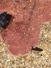 Thuretia quercifolia