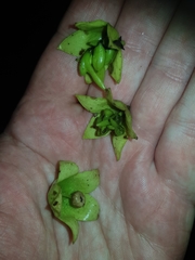 Pterocymbium tinctorium