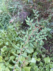 Pellaea andromedifolia