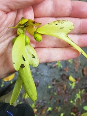 Pterocymbium tinctorium