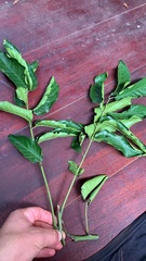 Huertea glandulosa, photograph author not stated, no rights reserved