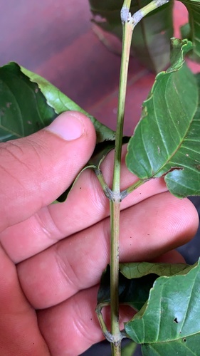 Huertea glandulosa, photograph 2
