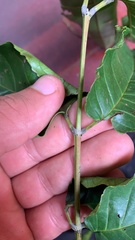 Huertea glandulosa, photograph author not stated, no rights reserved