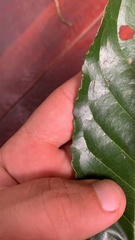 Huertea glandulosa
