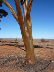 Eucalyptus ravida