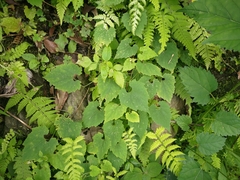 Thladiantha nudiflora