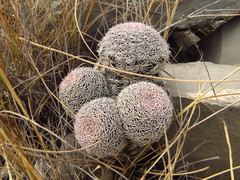 Echinocereus ctenoides