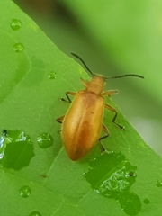Coleoptera