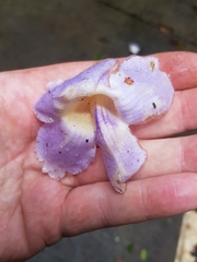 Thunbergia grandiflora