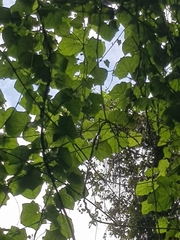 Thunbergia grandiflora
