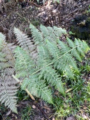 Hypolepis dicksonioides