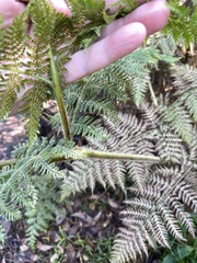 Hypolepis dicksonioides