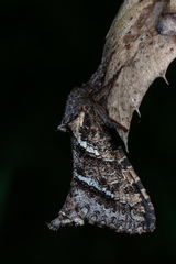 Phymatopus californicus