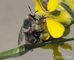 Anthophora crotchii