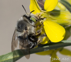Anthophora crotchii
