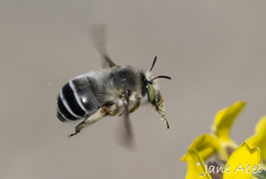 Anthophora crotchii
