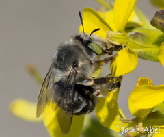 Anthophora crotchii