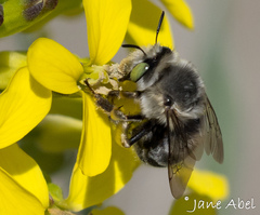 Anthophora crotchii
