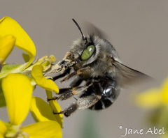 Anthophora crotchii