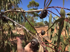 Eucalyptus youngiana