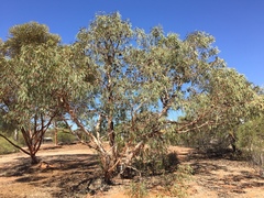 Eucalyptus youngiana
