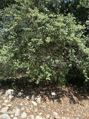 Cercocarpus traskiae