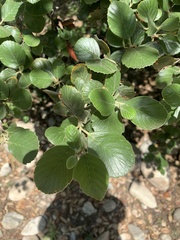 Cercocarpus traskiae