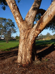 Eucalyptus cladocalyx cladocalyx