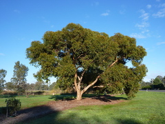 Eucalyptus cladocalyx cladocalyx