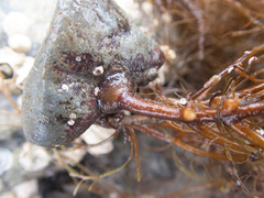 Desmarestia aculeata