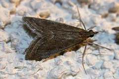 Pyrausta napaealis