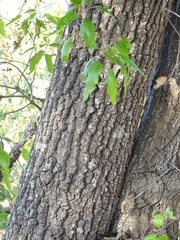 Quercus robusta