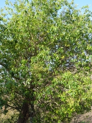 Quercus robusta