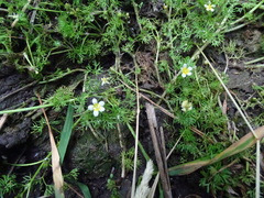 Ranunculus aquatilis