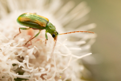 Diabrotica porracea
