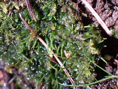 Paraphymatoceros pearsonii