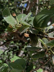 Cercocarpus traskiae