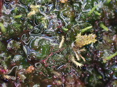 Paraphymatoceros pearsonii