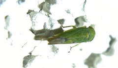 Opsius