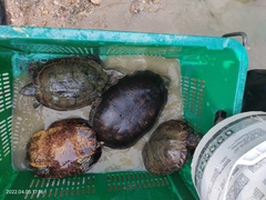 Chelodina rugosa