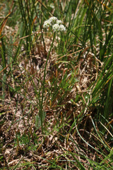 Ligusticum tenuifolium