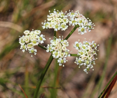 Ligusticum tenuifolium
