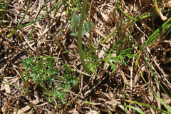 Ligusticum tenuifolium