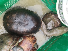 Chelodina rugosa