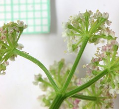 Ligusticum tenuifolium