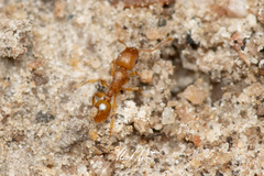 Tetramorium simillimum