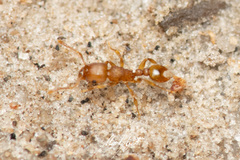 Tetramorium simillimum